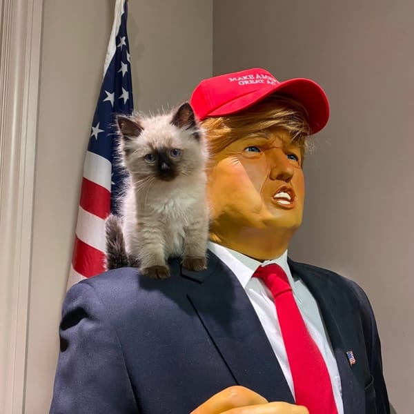 verifiednewbie